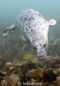 A curious Grey Seal off Lundy Island by Nick Blake 